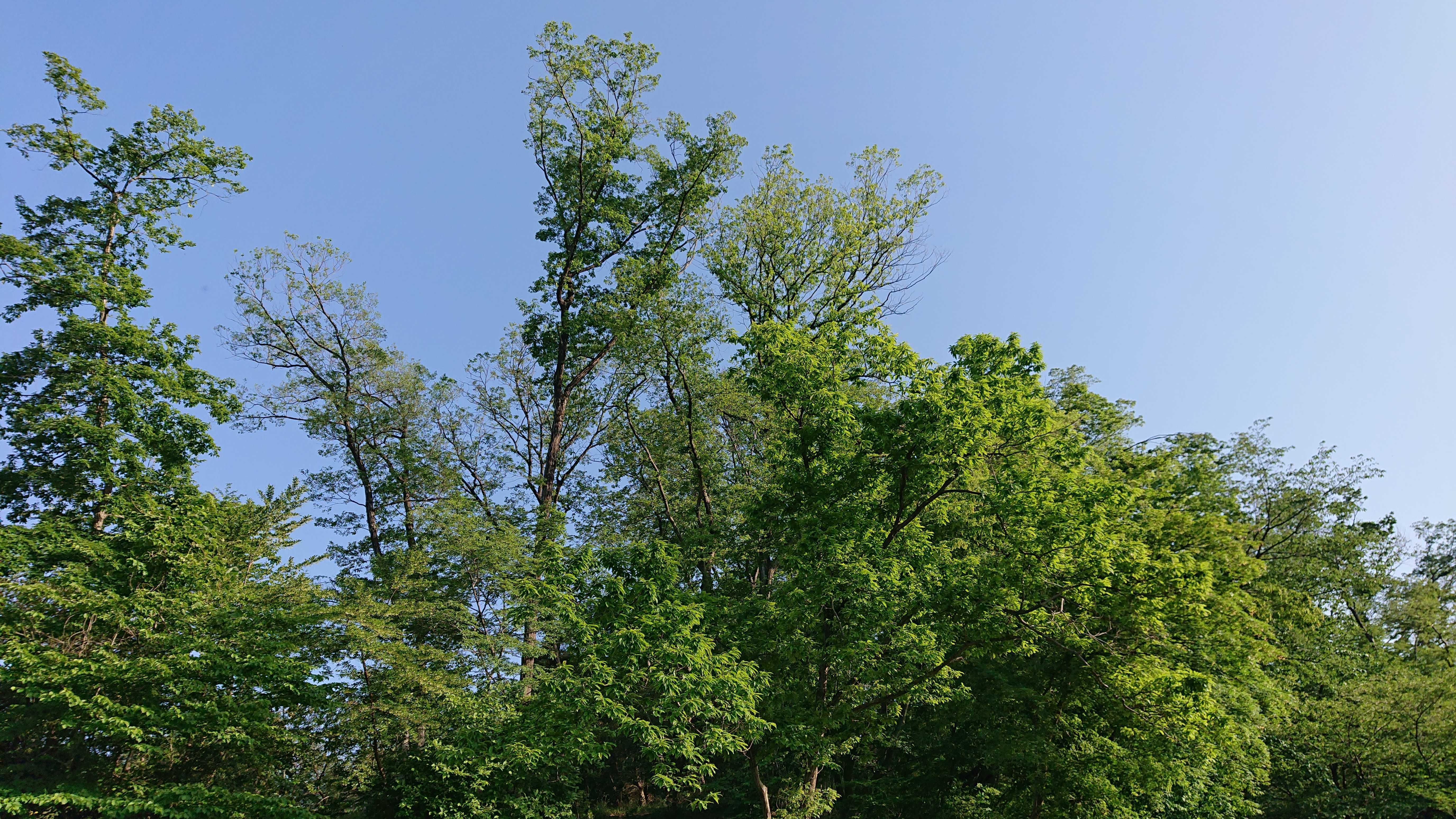 DSC_1863.JPG
